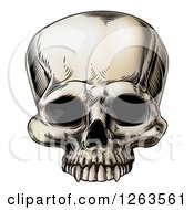 Vintage Human Skull