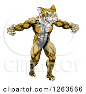 Clipart Of A Muscular Fierce Wildcat Man Attacking Royalty Free Vector Illustration