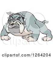 Poster, Art Print Of Tough Curious Gray Bulldog