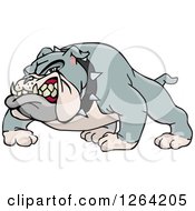 Poster, Art Print Of Tough Snarling Gray Bulldog