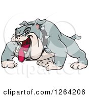 Poster, Art Print Of Tough Gray Bulldog With His Tongue Hanging Out