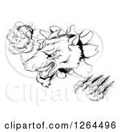 Poster, Art Print Of Black And White Aggressive Clawed Boar Mascot Breaking Through A Wall