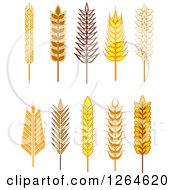 Clipart Of Whole Grain Ears Royalty Free Vector Illustration
