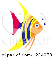 Colorful Marine Angel Fish