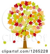 Fall Tree With Red Green And Orange Autumn Leaves