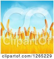 Clipart Of A Wheat Field Under A Blue Sky With Fluffy Clouds Royalty Free Vector Illustration by elaineitalia
