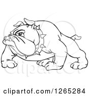Clipart Of A Black And White Aggressive Bulldog Royalty Free Vector Illustration