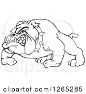 Poster, Art Print Of Black And White Aggressive Snarling Bulldog