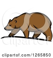 Poster, Art Print Of Brown Bear Walking
