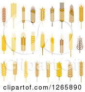 Poster, Art Print Of Wheat And Grains
