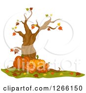 Poster, Art Print Of Nearly Bare Autumn Maple Tree With Pumpkins
