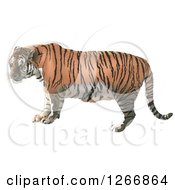 Poster, Art Print Of Tiger In Profile