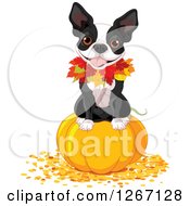 Clipart Of A Cute Boston Terrier Dog Sitting On A Thanksgiving Or Halloween Pumpkin With Autumn Leaves Royalty Free Vector Illustration