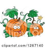 Clipart Of Goofy And Happy Halloween Pumpkins On The Vine Royalty Free Vector Illustration