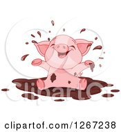 Cute Baby Piglet Playing In A Mud Puddle