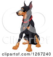 Poster, Art Print Of Sitting Alert Doberman Pinscher Dog With A Red Collar