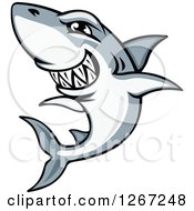 Poster, Art Print Of Vicious Grinning Gray And White Shark