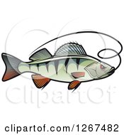 Poster, Art Print Of Perch Fish With A Line