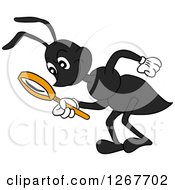 Poster, Art Print Of Black Ant Bending Over And Looking Through A Magnifying Glass