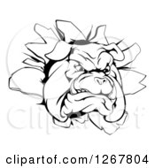 Clipart Of A Black And White Bulldog Breaking Through A Wall Royalty Free Vector Illustration