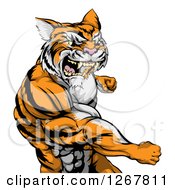 Poster, Art Print Of Vicious Mad Muscular Tiger Man Punching