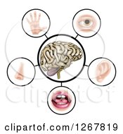 Clipart Of A Brain With The Five Senses Around It Royalty Free Vector Illustration by AtStockIllustration