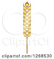 Clipart Of A Wheat Stalk 10 Royalty Free Vector Illustration by Vector Tradition SM
