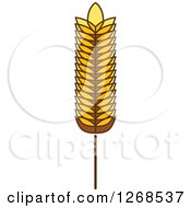 Clipart Of A Wheat Stalk 9 Royalty Free Vector Illustration