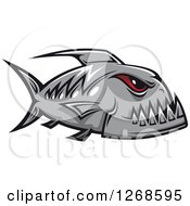 Red Eyed Gray Piranha Fish