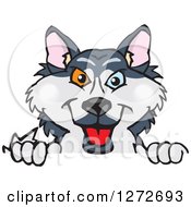 Clipart Of A Happy Husky Dog Peeking Over A Sign Royalty Free Vector Illustration