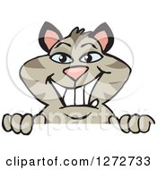 Clipart Of A Happy Striped Tabby Cat Peeking Over A Sign Royalty Free Vector Illustration