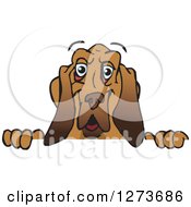 Poster, Art Print Of Happy Blood Hound Dog Peeking Over A Sign
