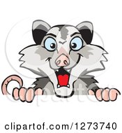 Clipart Of A Happy Opossum Peeking Over A Sign Royalty Free Vector Illustration