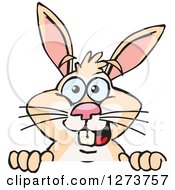Clipart Of A Happy Rabbit Peeking Over A Sign Royalty Free Vector Illustration