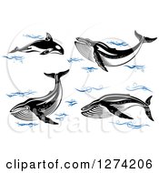 Poster, Art Print Of Black And White Whales With Blue Waves