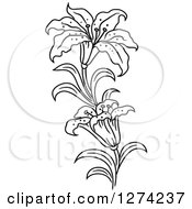 Clipart Of A Black And White Lily Flower Stem Royalty Free Vector Illustration