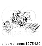 Poster, Art Print Of Black And White Angry Tiger Mascot Slashing Through A Wall