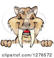 Poster, Art Print Of Saber Toothed Tiger Peeking Over A Sign