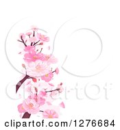 Poster, Art Print Of Background Of Pink Cherry Blossoms And Branches Over White