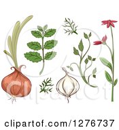Poster, Art Print Of Herbal Plants And Roots