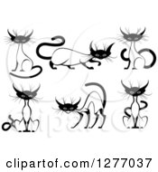 Clipart Of Black And White Siamese Cats Royalty Free Vector Illustration