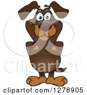Happy Dachshund Dog Standing