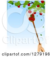 Worker Using A Fruit Picker To Grab Apples From A Tree With Blue Sky Text Space