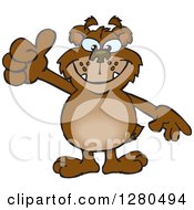 Clipart Of A Bear Grinning And Giving A Thumb Up Royalty Free Vector Illustration
