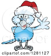 Friendly Waving Dark Blue Budgie Parakeet Bird Wearing A Christmas Santa Hat