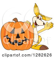 Happy Kangaroo School Mascot Character Waving By A Halloween Jackolantern Pumpkin