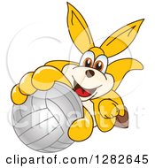 Happy Kangaroo School Mascot Character Holding Up Or Catching A Volleyball