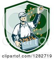 Poster, Art Print Of Retro Woodcut Male Fruit Picker Harvesting Oranges In A Green And White Shield