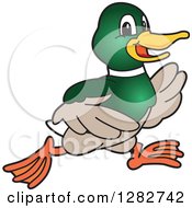 Poster, Art Print Of Happy Mallard Duck School Sports Mascot Character Running