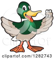 Poster, Art Print Of Happy Mallard Duck School Mascot Character Holding A Tooth
